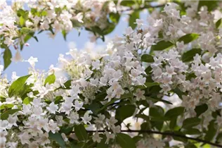 Kolkwitzia amabilis - Perlmuttstrauch Kolkwitzia amabilis - Perlmuttstrauch