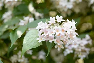 Kolkwitzia amabilis - Perlmuttstrauch Kolkwitzia amabilis - Perlmuttstrauch