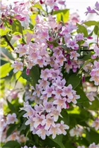 Kolkwitzia amabilis - Perlmuttstrauch Kolkwitzia amabilis - Perlmuttstrauch