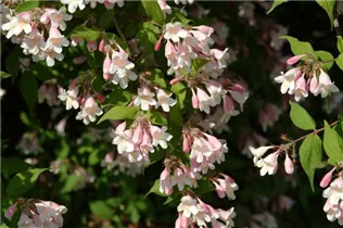 Kolkwitzia amabilis - Perlmuttstrauch Kolkwitzia amabilis - Perlmuttstrauch