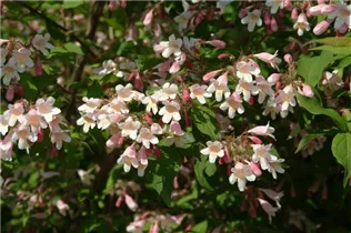 Kolkwitzia amabilis - Perlmuttstrauch Kolkwitzia amabilis - Perlmuttstrauch