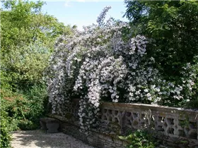 Kolkwitzia amabilis - Perlmuttstrauch Kolkwitzia amabilis - Perlmuttstrauch