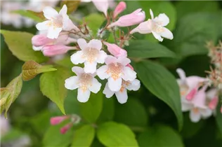 Kolkwitzia amabilis - Perlmuttstrauch Kolkwitzia amabilis - Perlmuttstrauch