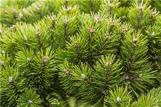 Koniferen - Nadelgehölze