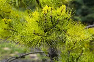 Koniferen - Nadelgehölze