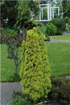 Koniferen - Nadelgehölze