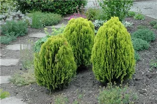 Koniferen - Nadelgehölze