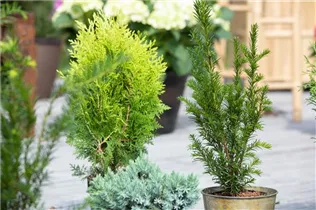 Koniferen - Nadelgehölze