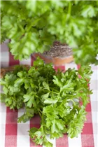 Küchenkräuter - Küchenkräuter Küchenkräuter - Küchenkräuter