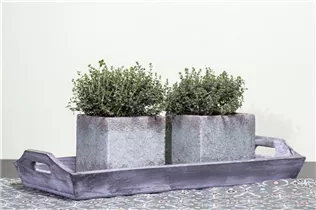 Küchenkräuter - Küchenkräuter Küchenkräuter - Küchenkräuter