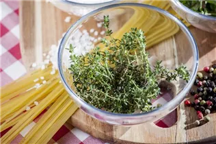 Küchenkräuter - Küchenkräuter Küchenkräuter - Küchenkräuter