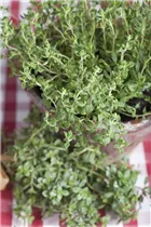 Küchenkräuter - Küchenkräuter Küchenkräuter - Küchenkräuter