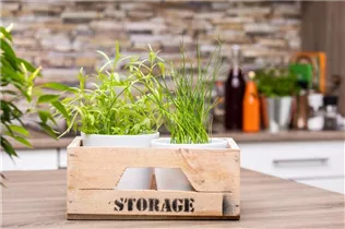 Küchenkräuter - Küchenkräuter Küchenkräuter - Küchenkräuter