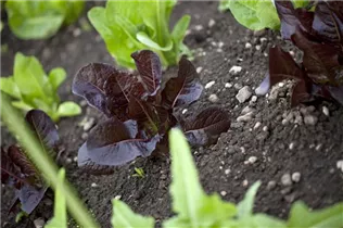 Lactuca sativa - Gartensalat