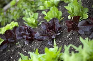 Lactuca sativa - Gartensalat