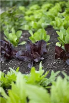 Lactuca sativa - Gartensalat
