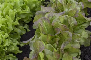 Lactuca sativa - Gartensalat