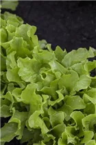 Lactuca sativa - Gartensalat