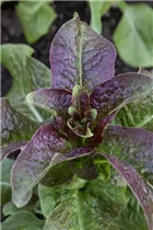 Lactuca sativa - Gartensalat