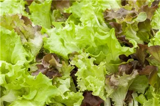 Lactuca sativa - Gartensalat