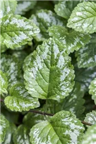 Lamium maculatum - Gefleckte Taubnessel