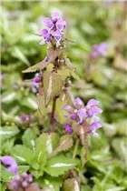 Lamium maculatum - Gefleckte Taubnessel