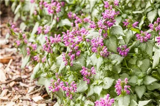 Lamium maculatum - Gefleckte Taubnessel