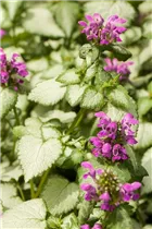 Lamium maculatum - Gefleckte Taubnessel
