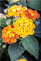Lantana camara - Wandelröschen Lantana camara - Wandelröschen