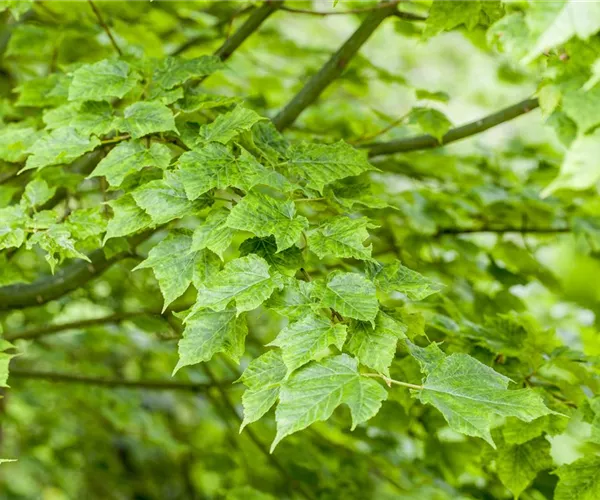 - Wunderschöne Gehölze für große und kleine Hausgärten  - Wunderschöne Gehölze für große und kleine Hausgärten