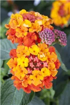 Lantana camara - Wandelröschen Lantana camara - Wandelröschen