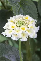 Lantana camara - Wandelröschen Lantana camara - Wandelröschen