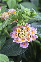 Lantana camara - Wandelröschen Lantana camara - Wandelröschen