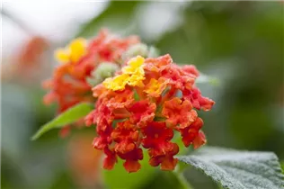 Lantana camara - Wandelröschen Lantana camara - Wandelröschen