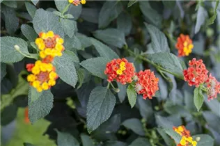 Lantana camara - Wandelröschen Lantana camara - Wandelröschen
