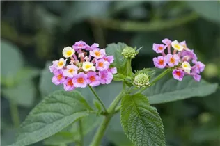 Lantana camara - Wandelröschen Lantana camara - Wandelröschen