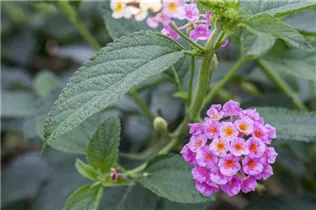 Lantana camara - Wandelröschen Lantana camara - Wandelröschen