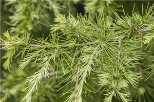 Larix decidua - Europäische Lärche Larix decidua - Europäische Lärche