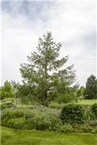 Larix decidua - Europäische Lärche Larix decidua - Europäische Lärche