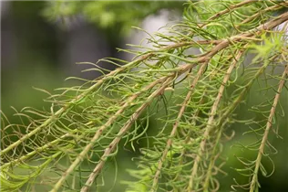 Larix decidua - Europäische Lärche Larix decidua - Europäische Lärche
