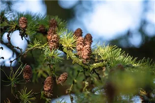 Larix decidua - Europäische Lärche Larix decidua - Europäische Lärche