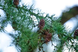 Larix decidua - Europäische Lärche Larix decidua - Europäische Lärche