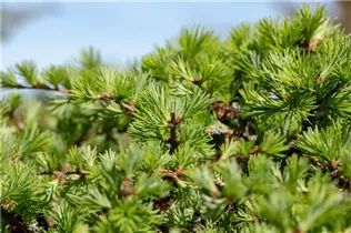 Larix decidua - Europäische Lärche Larix decidua - Europäische Lärche