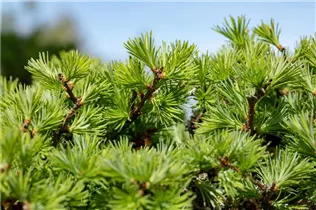 Larix decidua - Europäische Lärche Larix decidua - Europäische Lärche