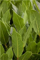 Laurus nobilis - Lorbeerbaum Laurus nobilis - Lorbeerbaum