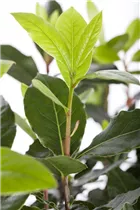 Laurus nobilis - Lorbeerbaum Laurus nobilis - Lorbeerbaum