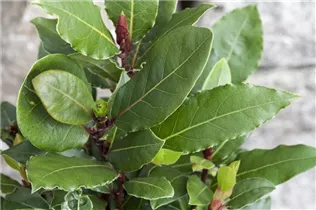 Laurus nobilis - Lorbeerbaum Laurus nobilis - Lorbeerbaum