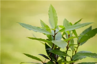 Laurus nobilis - Lorbeerbaum Laurus nobilis - Lorbeerbaum