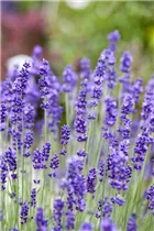 Lavandula angustifolia 'Blue Scent' - Echter Lavendel 'Blue Scent' Lavandula angustifolia 'Blue Scent' - Echter Lavendel 'Blue Scent'