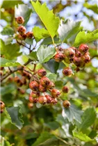 Crataegus coccinea - Scharlachdorn Crataegus coccinea - Scharlachdorn